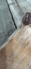 Dolycoris baccarum