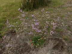 Limonium procerum