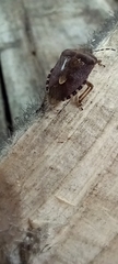 Dolycoris baccarum