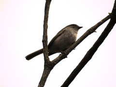 Myiopagis caniceps