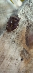 Dolycoris baccarum