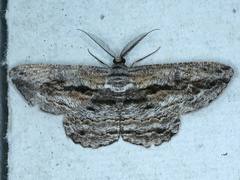 Scioglyptis chionomera