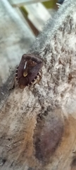 Dolycoris baccarum