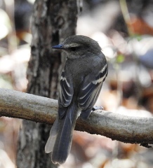 Cnemotriccus fuscatus