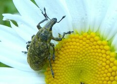 Cyphocleonus trisulcatus