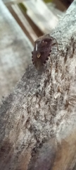 Dolycoris baccarum