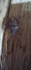 Dolycoris baccarum