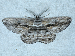 Scioglyptis chionomera