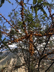 Hippophae salicifolia