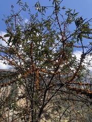 Hippophae salicifolia