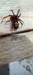 Steatoda nobilis