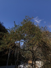 Hippophae salicifolia