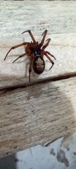 Steatoda nobilis