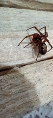 Steatoda nobilis