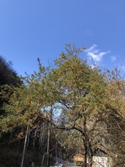 Hippophae salicifolia