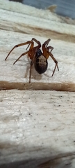 Steatoda nobilis