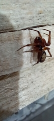 Steatoda nobilis