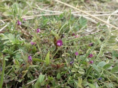 Vicia lathyroides