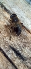 Eristalis tenax
