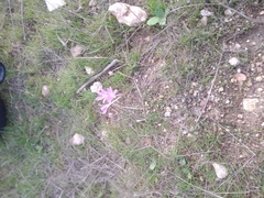 Colchicum stevenii