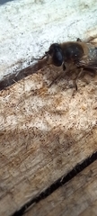 Eristalis tenax