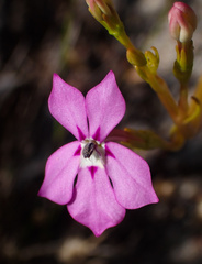 Isotoma hypocrateriformis