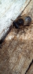 Eristalis tenax