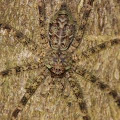 Pandercetes