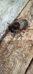 Eristalis tenax