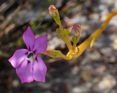 Isotoma hypocrateriformis