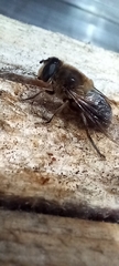 Eristalis tenax
