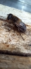 Eristalis tenax