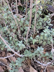 Stachys kurdica