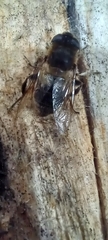 Eristalis tenax