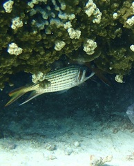 Neoniphon sammara