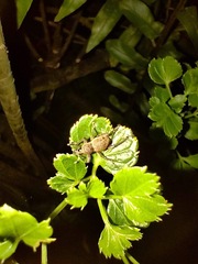 Metapocyrtus adspersus