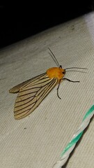 Pseudischnocampa nervosa