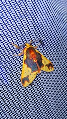 Symphlebia