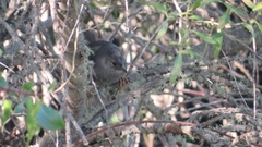 Eugralla paradoxa