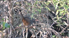 Eugralla paradoxa