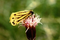 Setina aurita