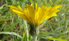 Hieracium murorum