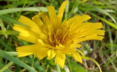 Hieracium murorum