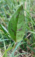 Hieracium murorum