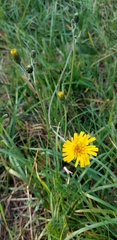 Hieracium murorum