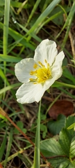 Fragaria vesca