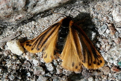 Setina aurita
