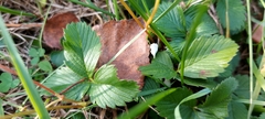 Fragaria vesca