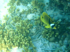 Chaetodon lunula