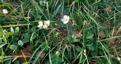 Fragaria vesca